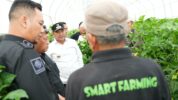 PJ Gubernur Sulbar Bahtiar Baharuddin Saat Mengunjungi Smart Farm Cabe Katokkon