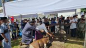 Festival Sinergi Kurban 2025 Bosowa Peduli, Sembelih 106 Hewan Kurban