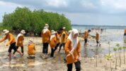 Wujudkan Kepedulian Lingkungan, SMP Islam Athirah Bukit Baruga Tanam Ratusan Mangrove di Puntondo